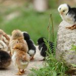 3 Reasons Why Chicken Coop Plans Are Essential For Construction