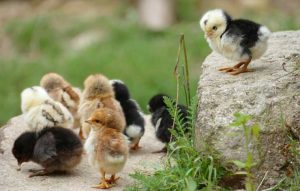 3 Reasons Why Chicken Coop Plans Are Essential For Construction