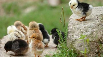 3 Reasons Why Chicken Coop Plans Are Essential For Construction