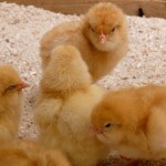 Building a Chicken Coop