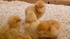 Building a Chicken Coop