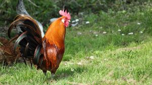 Chicken Coop Designs