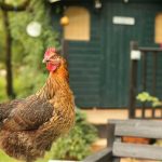 Thinking About Building Your Own Chicken Coop!