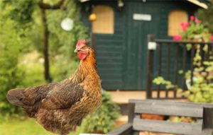 Thinking About Building Your Own Chicken Coop!