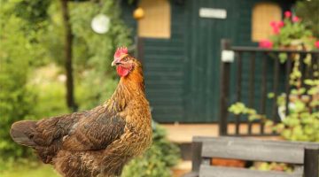 Thinking About Building Your Own Chicken Coop!