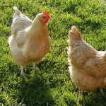 3 Books For Raising Chickens