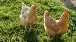 3 Books For Raising Chickens