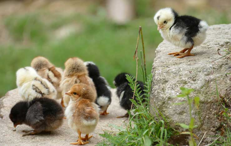 3 Books For Raising Chickens