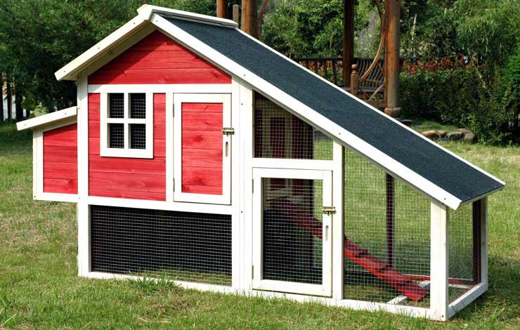 3 Essentials For Building A Chicken Coop