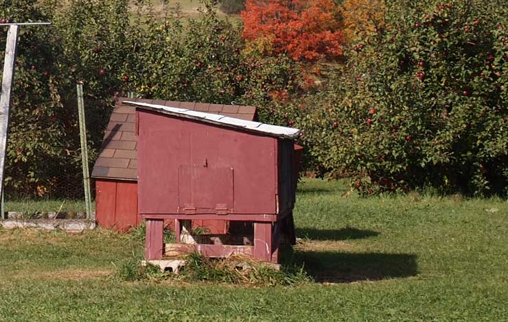 3 Reasons Why Chicken Coop Plans Are Essential