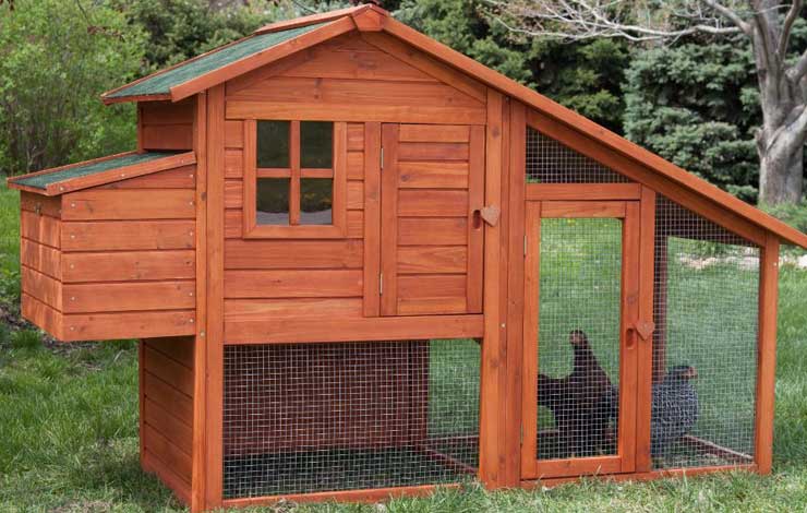 7 Tips For Building a Chicken Coop