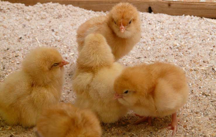 7 Tips For Building a Chicken Coop