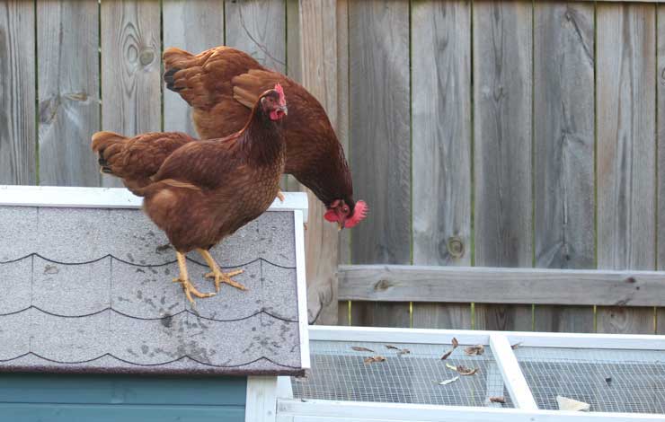 Chicken Coop Building Plans