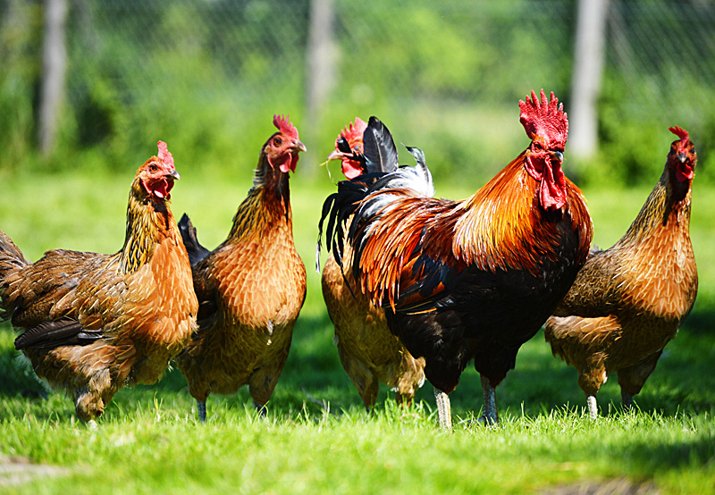 Chicken Coop Building Plans