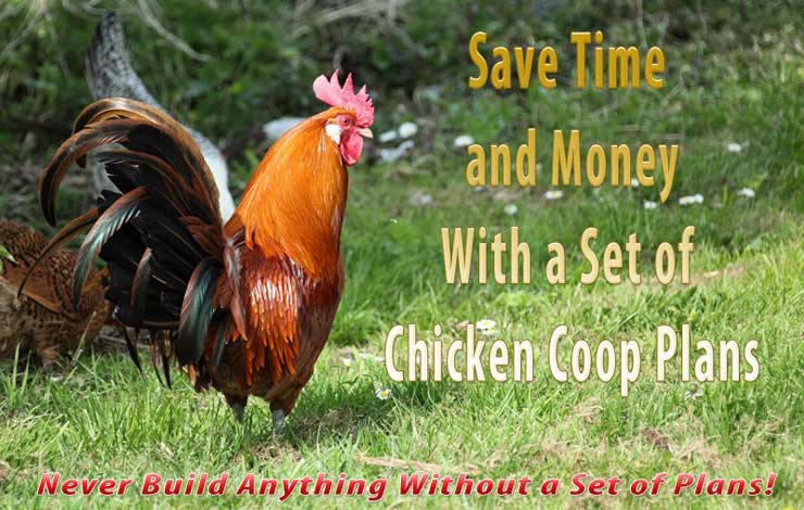 Chicken Coop Designs